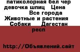 патиколорная бел/чер девочка шпиц › Цена ­ 15 000 - Все города Животные и растения » Собаки   . Дагестан респ.